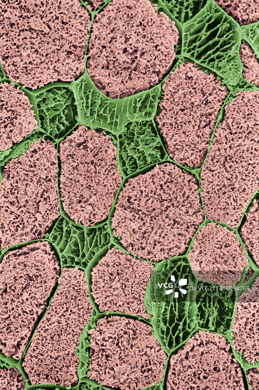 豌豆根瘤中的细胞分化图片素材