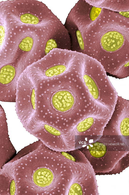 chickweed, Stellaria media的花粉图片素材