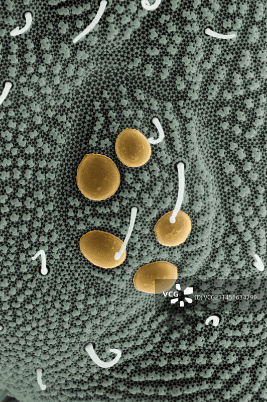 跳虫的简单眼睛图片素材