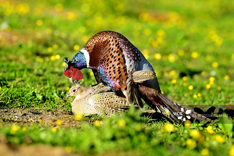常见野鸡交配图片素材
