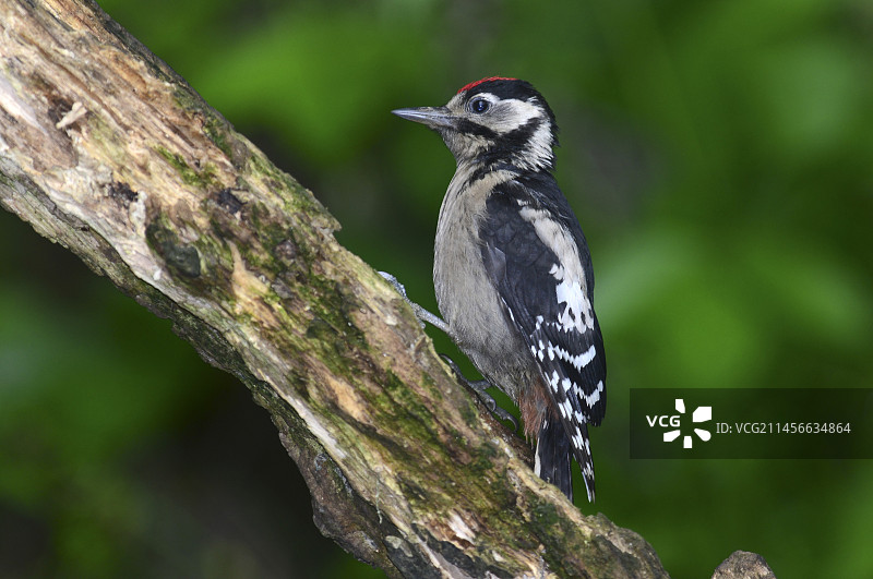 大斑点啄木鸟图片素材