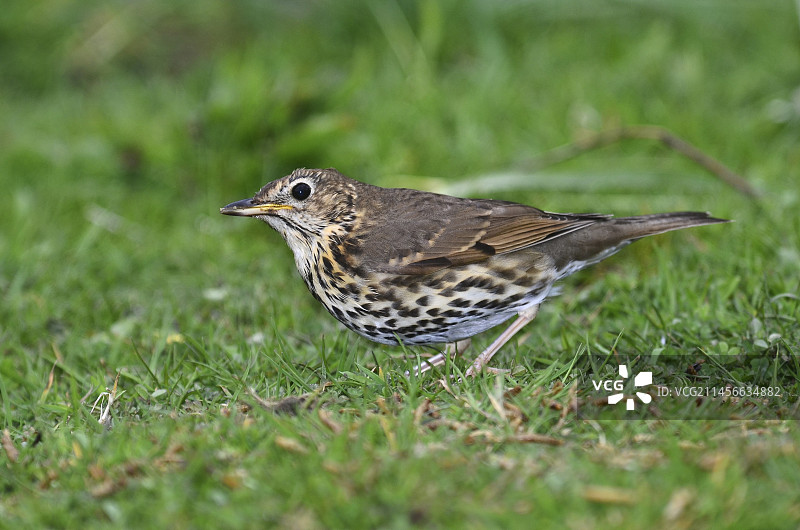 欧歌鸫图片素材