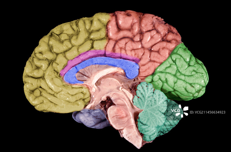 人脑结构图片素材