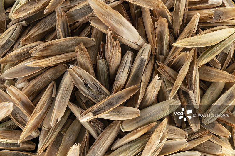 多年生黑麦草种子，显微照片图片素材