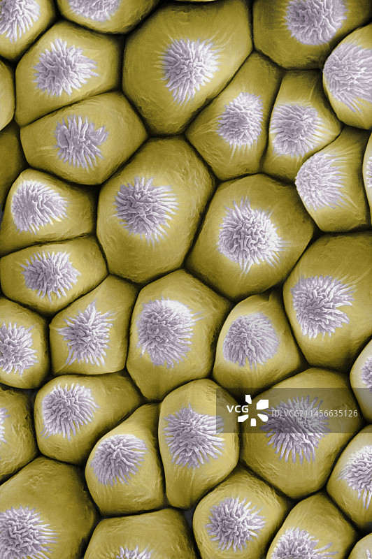 玫瑰花瓣表面结构图片素材