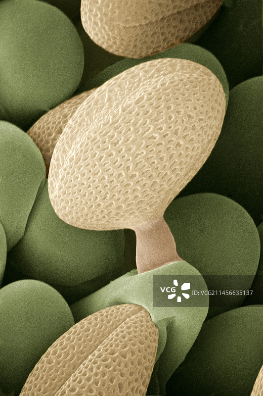 油菜的发芽花粉图片素材