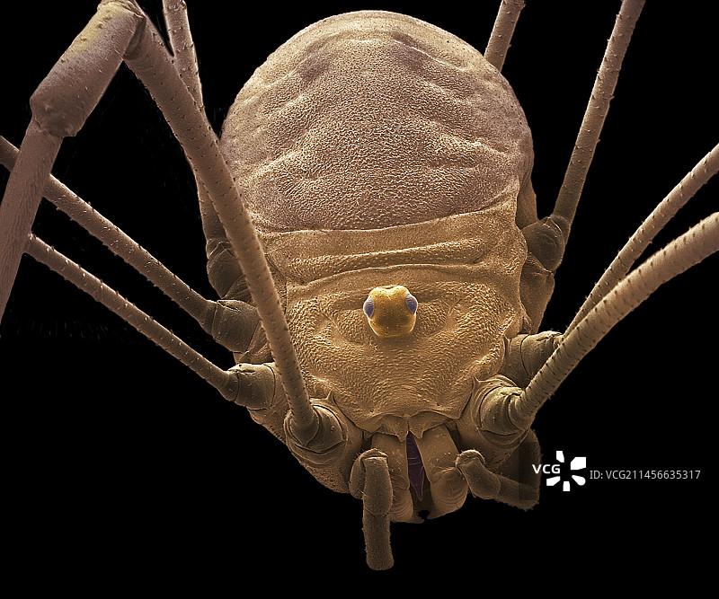 盲蛛扫描电镜图图片素材