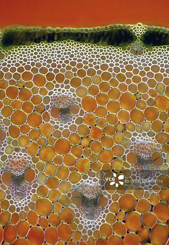 草茎中的维管束，光学显微照片图片素材