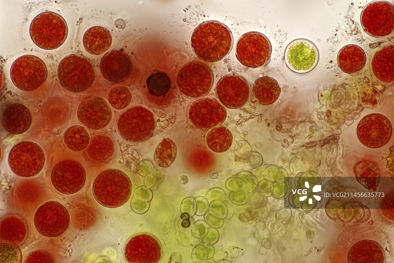 雨生红球藻，光学显微照片图片素材