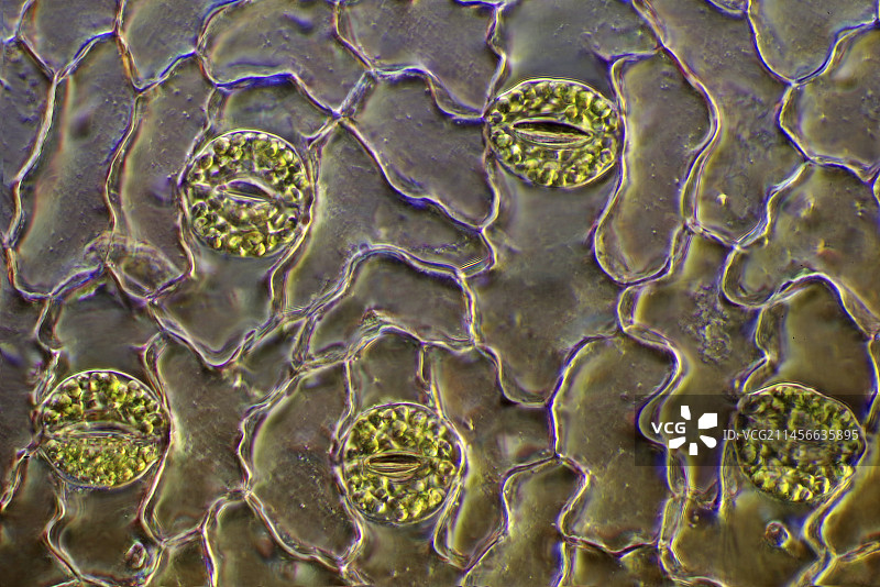 玉簪花气孔偏光显微照片图片素材