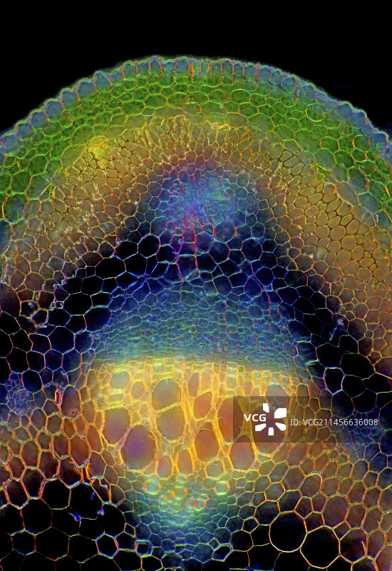 春季豌豆茎显微照片图片素材