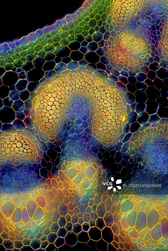 春季豌豆茎显微照片图片素材