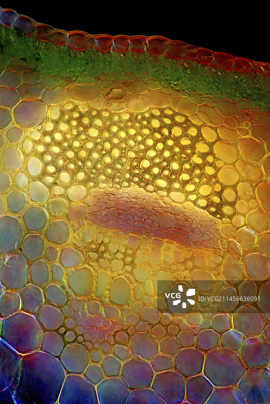 矢车菊花梗显微照片图片素材