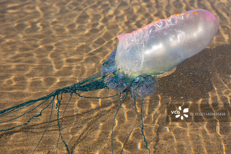 僧帽水母图片素材