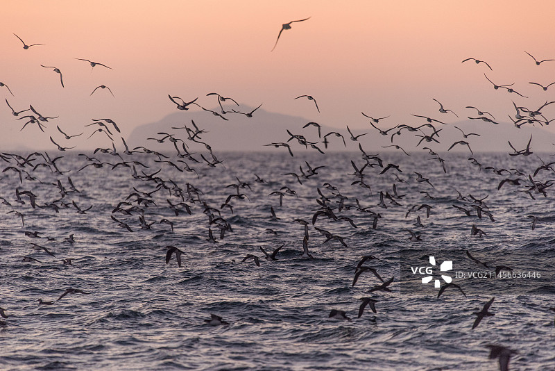 英国威尔士黄昏时分聚集的马恩岛海鸥图片素材