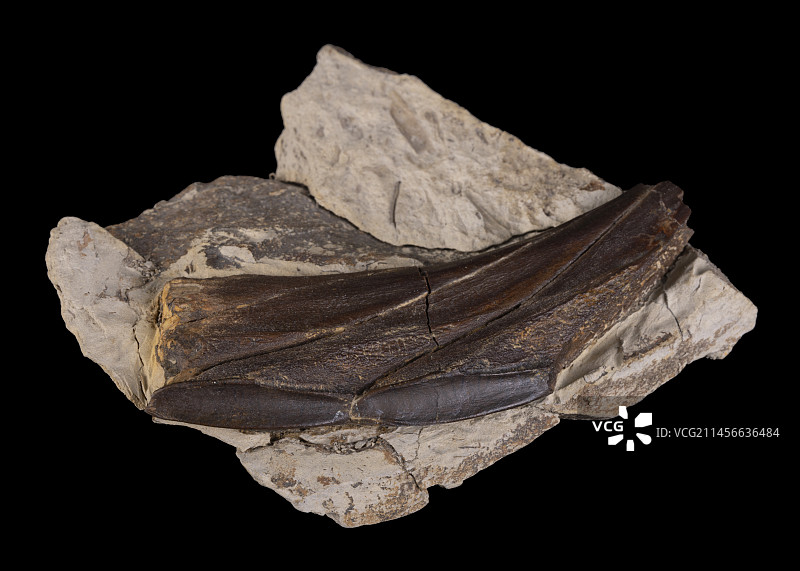 鸭嘴龙牙齿，一种鸟臀目化石爬行动物，侧视图。马斯特里赫特期（-7000万年）。怀俄明州。鸭嘴龙的牙齿经过特殊改造，适合放牧草：这组牙齿几乎焊接在一起，形成一种磨碎器。- 布卢埃兄弟收藏图片素材