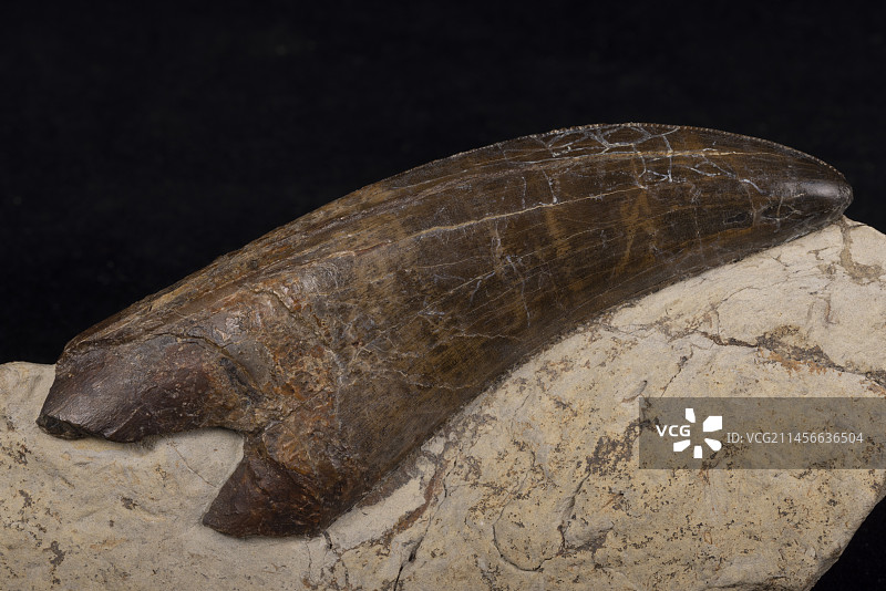 霸王龙的牙齿，美国藏品图片素材