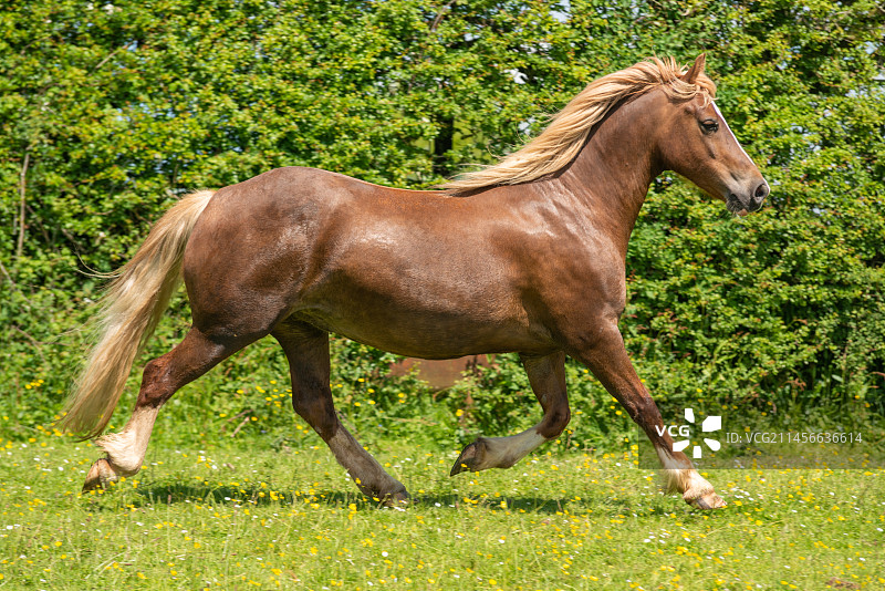 威尔士科布马图片素材