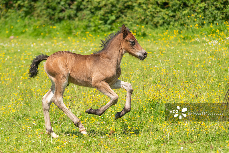 小威尔士矮种马驹奔跑图片素材