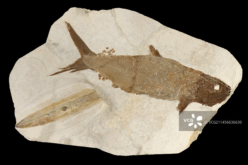 Caturus sp. 和鱿鱼羽毛。Kimmeridgian（1.55亿年）。德国。40厘米长-Blouet兄弟收藏图片素材