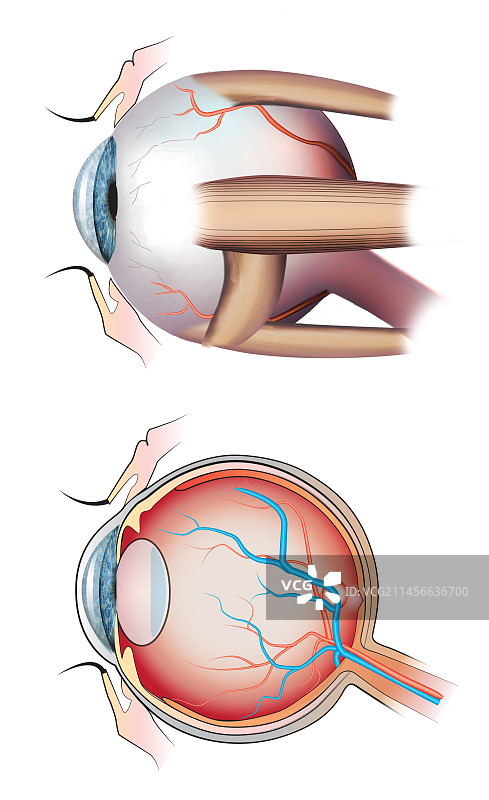 人眼解剖结构图图片素材