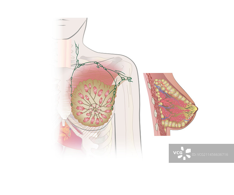 人类乳房解剖结构图图片素材