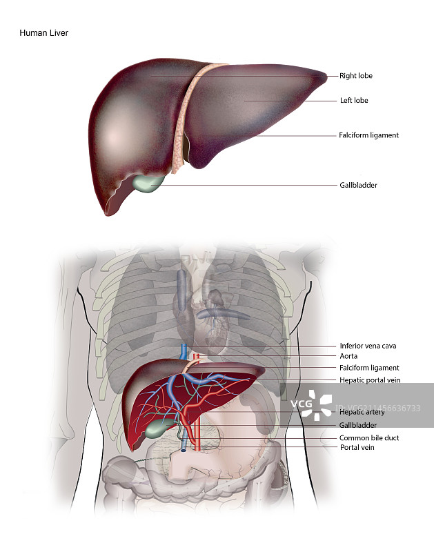 人体肝脏，插图图片素材