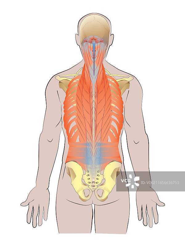 脊柱和背部肌肉图图片素材