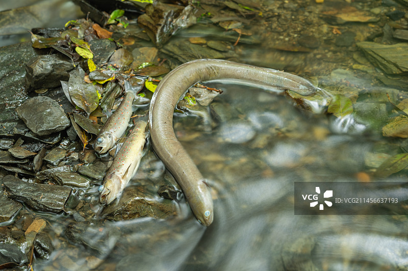 因污染而死亡的鱼图片素材