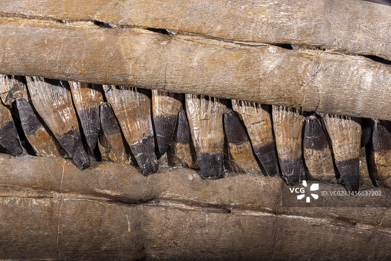 迄今为止发现的最大的白垩纪鱼龙标本的牙齿，法国普罗旺斯图片素材