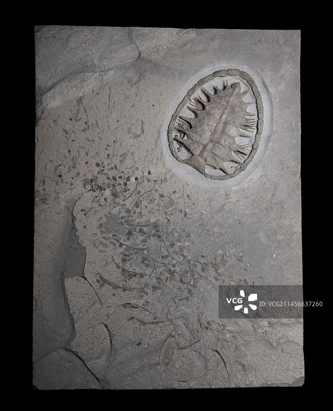 来自阿尔卑斯山渐新世的海龟壳（Glarichelys sp），与一条大鱼的散落遗骸有关。图片素材