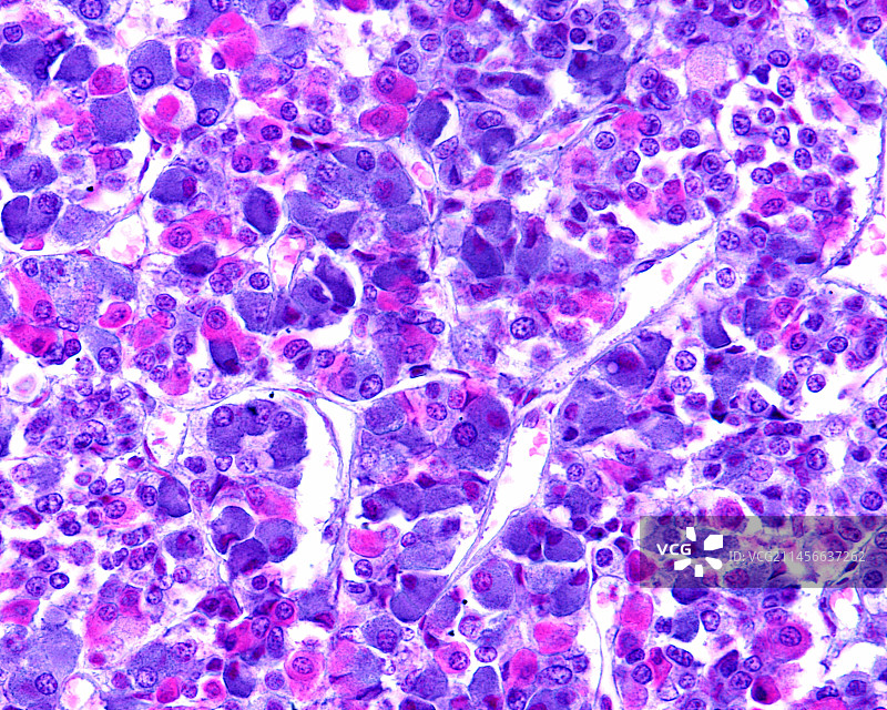 脑垂体，光学显微照片图片素材