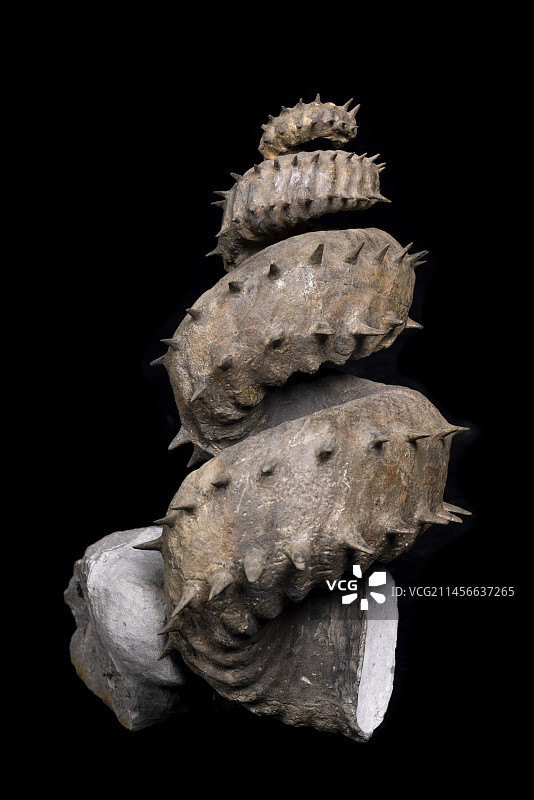 来自普罗旺斯的阿尔比斯刺的Turrilites化石，Paleogalerie收藏图片素材