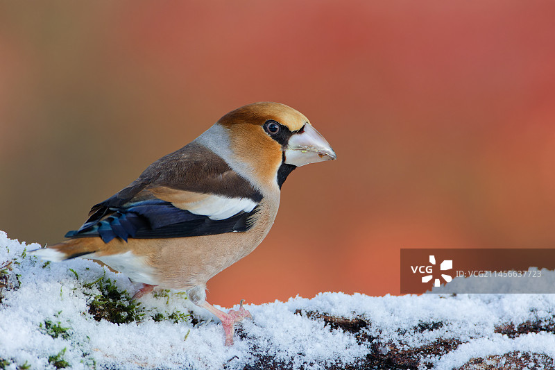 雪地里的燕雀（Coccothraustes coccothraustes），阿登，比利时图片素材