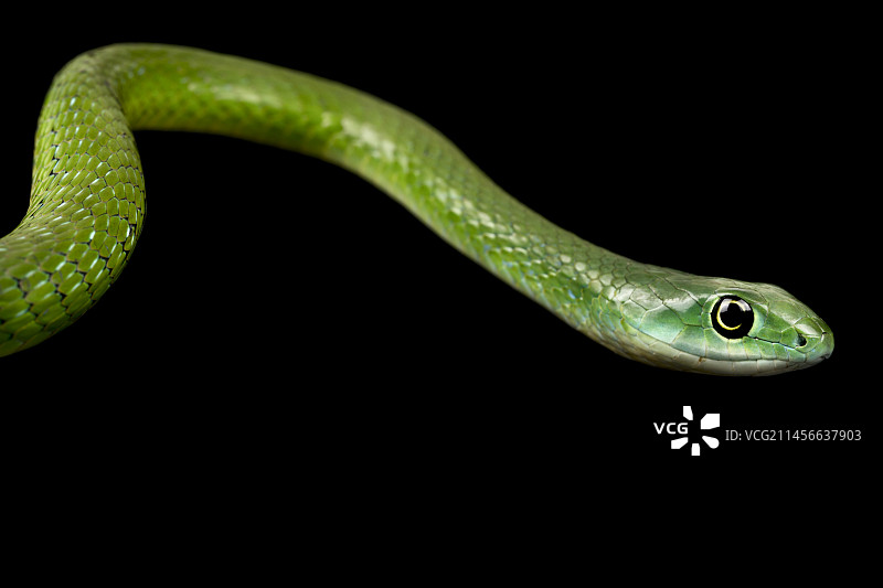 黑色背景上的北方绿丛蛇图片素材