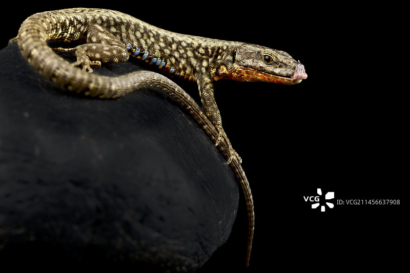 北方墙蜥蜴图片素材