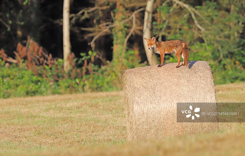 法国诺曼底草垛上的赤狐图片素材
