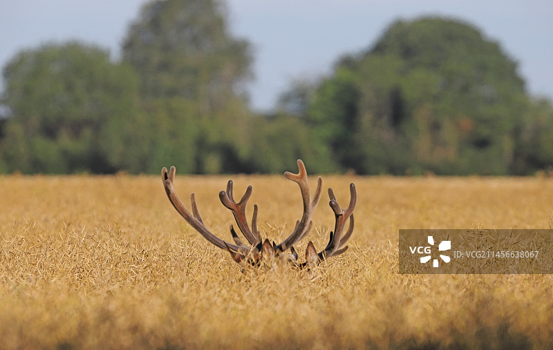法国油菜籽田中突出的红鹿角图片素材
