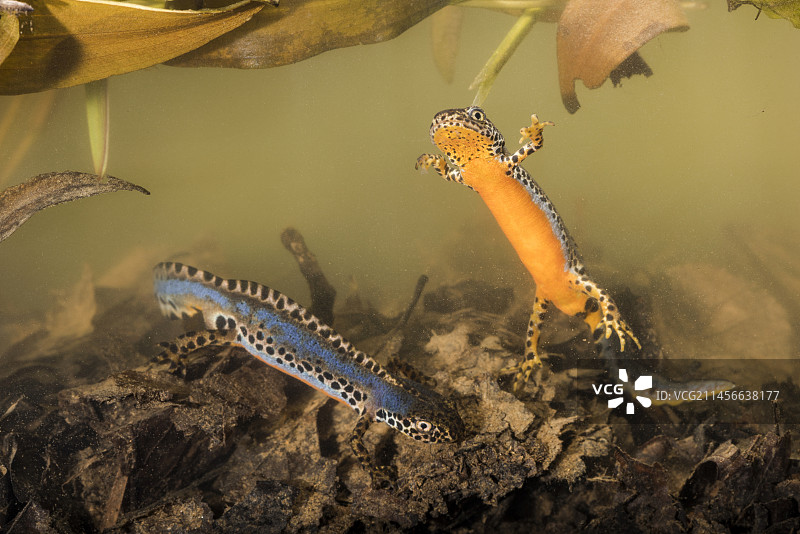 两只高山新特的成年雄性（高山新特螈）在水生阶段于意大利利古里亚的池塘中游泳图片素材