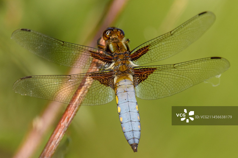 身材魁梧的追逐者图片素材