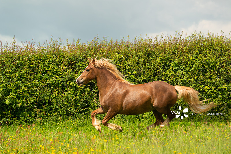 奔跑的威尔士矮种马图片素材