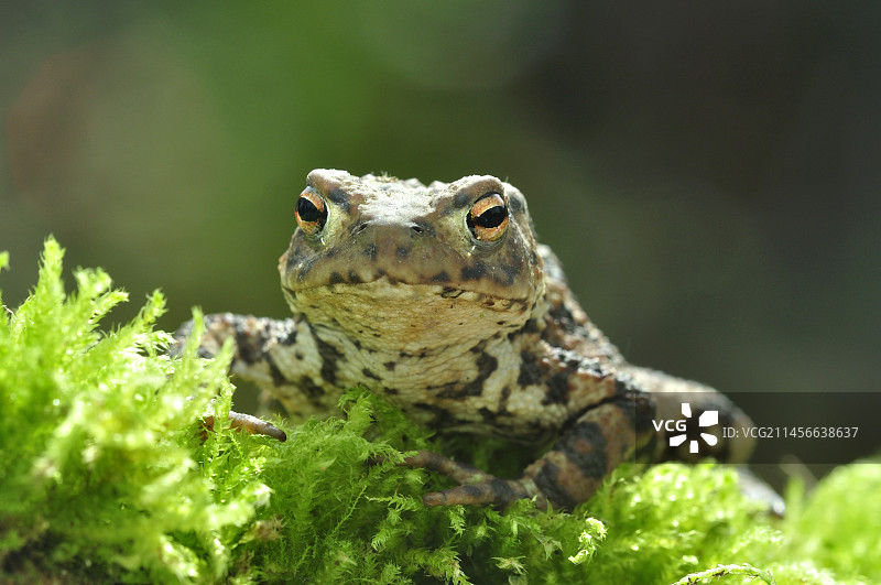普通蟾蜍图片素材