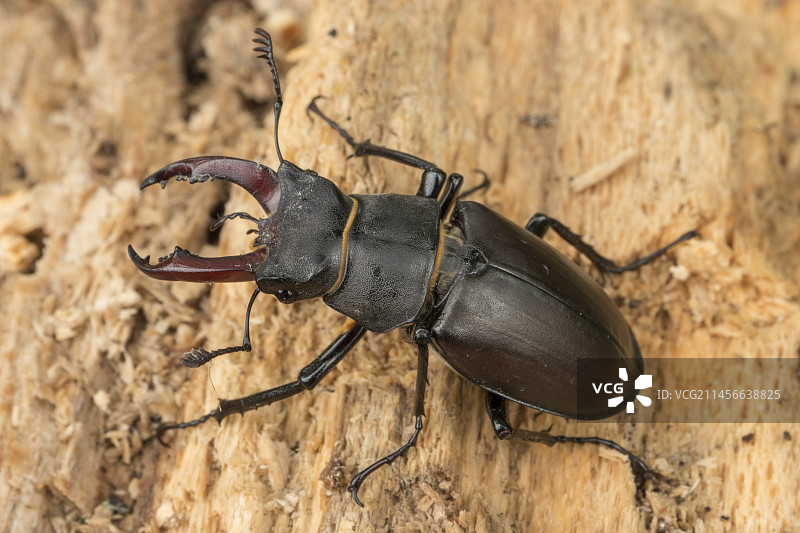 腐烂木材上的雄性锹甲图片素材