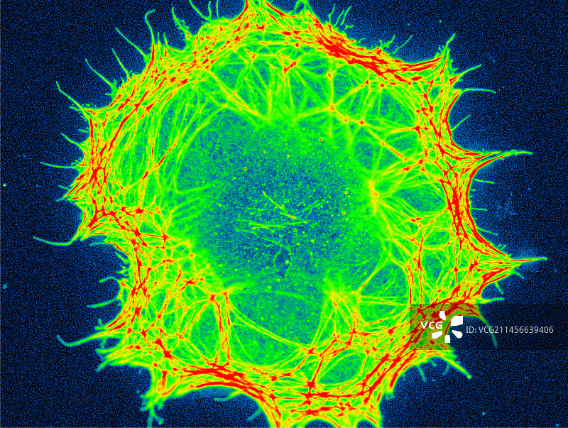 成纤维细胞肌动蛋白热图荧光显微照片图片素材
