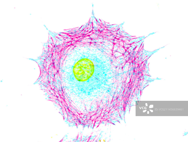 成纤维细胞，荧光显微照片图片素材