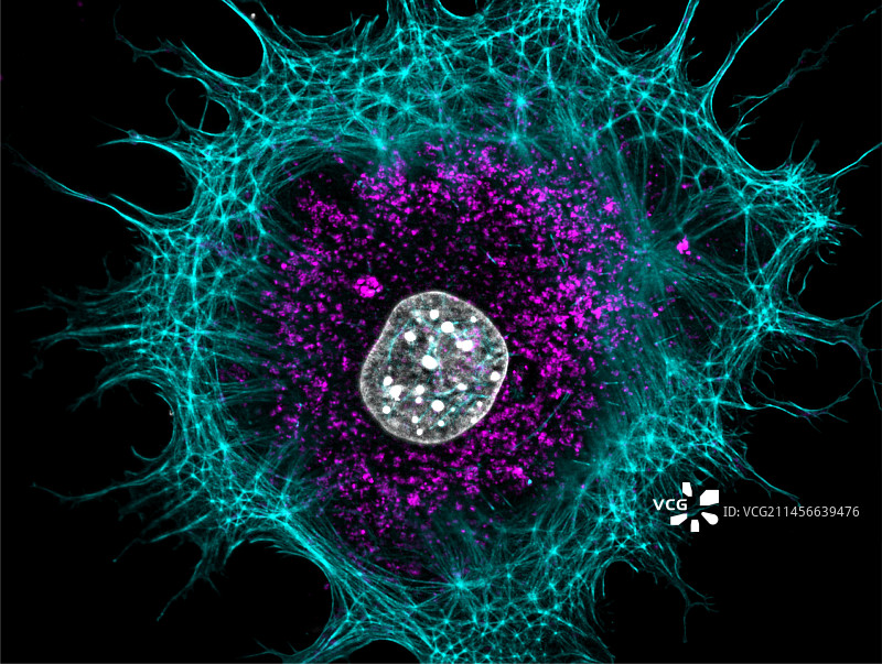 成纤维细胞，荧光显微照片图片素材