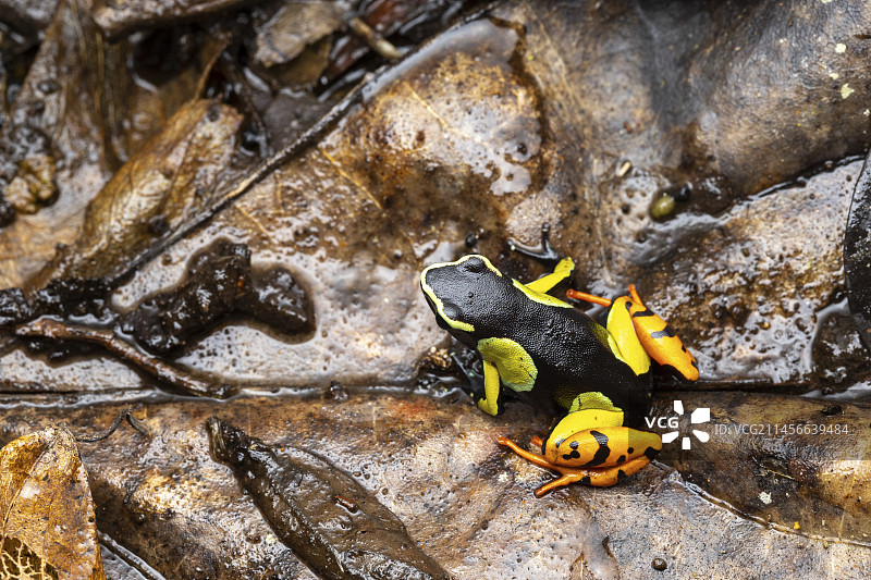 巴隆马岛蛙，产自马达加斯加阿拉奥特拉-芒戈罗省沃希马纳图片素材