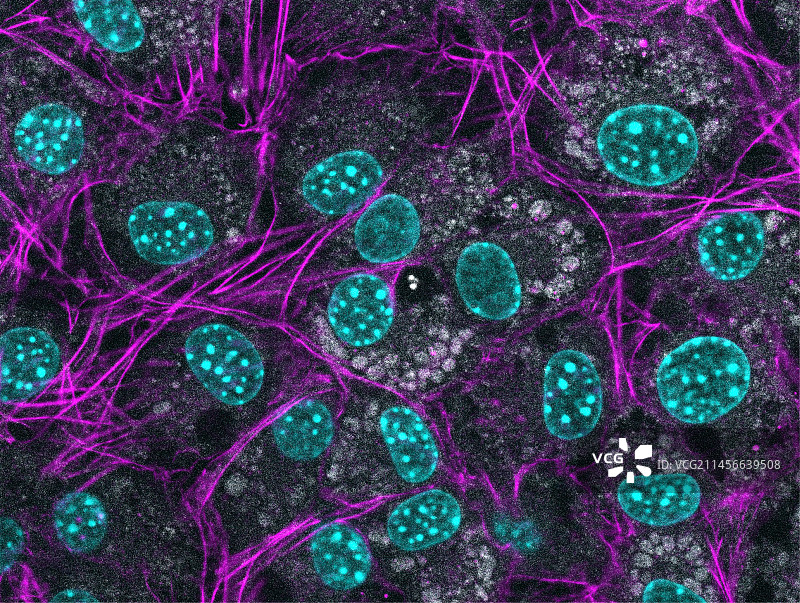 成纤维细胞荧光显微照片图片素材