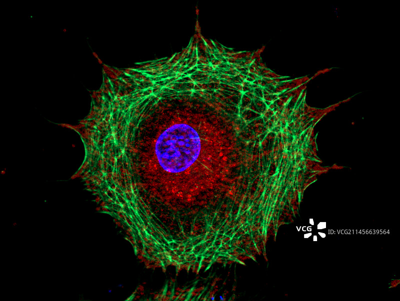 成纤维细胞，荧光显微照片图片素材