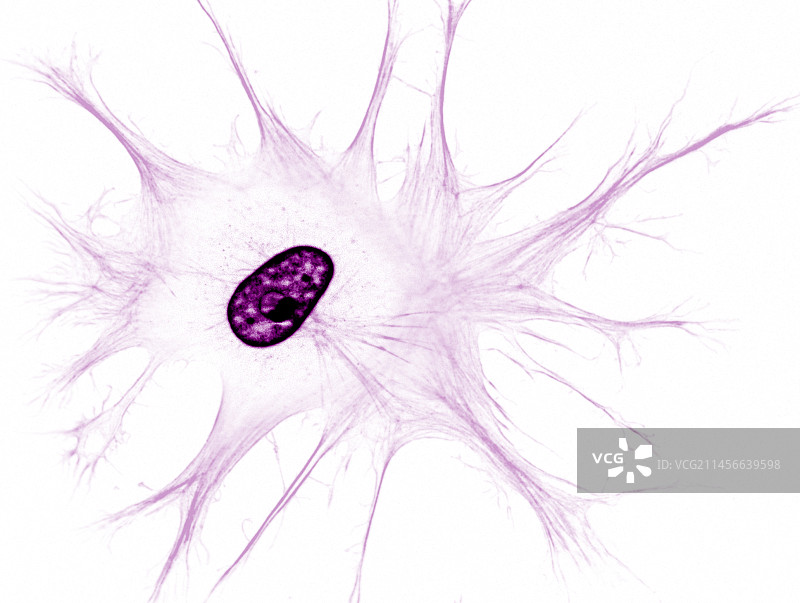 成纤维细胞，荧光显微照片图片素材